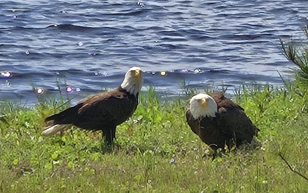 LHE eagles by lake
