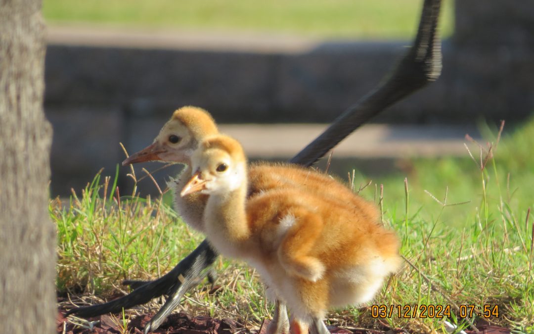 Sandhill Crane chicks