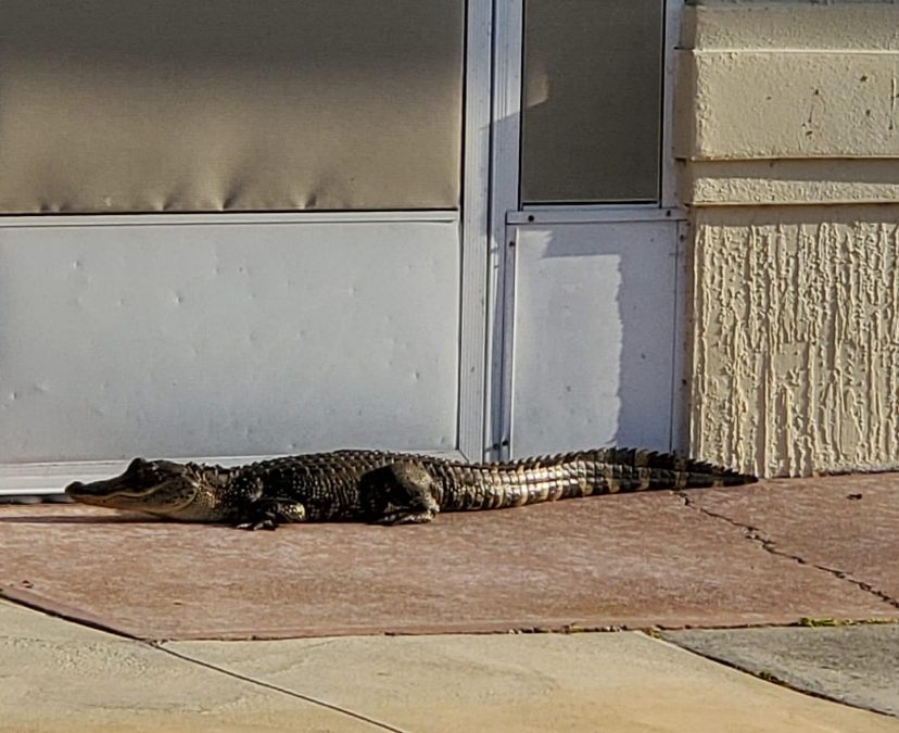 Alligator laying in front of door threshold